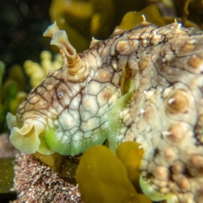 Dolabrifera brazieri (sea hare) at Wapengo, NSW - 21 Mar 2020 by bdixon75