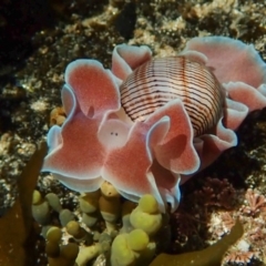 Hydatina physis (Brown-line Paperbubble) at Wapengo, NSW - 21 Mar 2020 by bdixon75