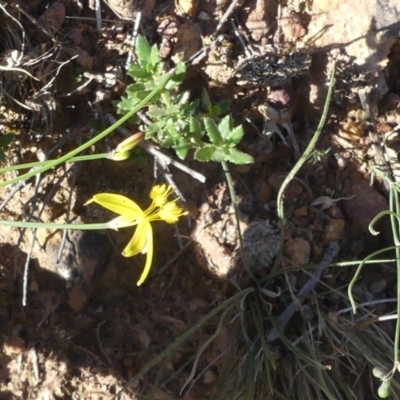 Tricoryne elatior (Yellow Rush Lily) at Mount Ainslie - 21 Mar 2020 by WalterEgo