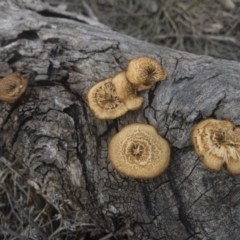 Lentinus arcularius (Fringed Polypore) at Illilanga & Baroona - 15 Feb 2020 by Illilanga