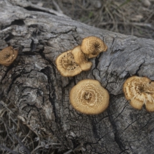 Lentinus arcularius at Illilanga & Baroona - 15 Feb 2020