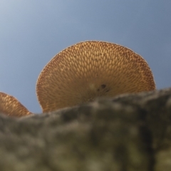 Lentinus arcularius at Illilanga & Baroona - 15 Feb 2020 12:27 PM