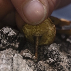 Lentinus arcularius at Illilanga & Baroona - 15 Feb 2020 12:27 PM