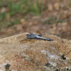 Orthetrum caledonicum at Majura, ACT - 21 Mar 2020 03:11 PM