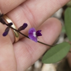 Glycine tabacina (Variable Glycine) at Michelago, NSW - 6 Mar 2020 by Illilanga