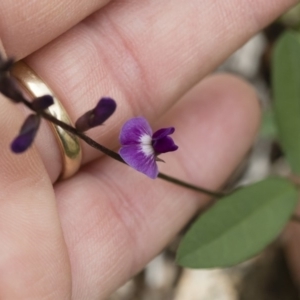 Glycine tabacina at Michelago, NSW - 7 Mar 2020 10:53 AM