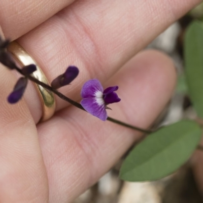 Glycine tabacina (Variable Glycine) at Michelago, NSW - 7 Mar 2020 by Illilanga