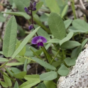 Glycine tabacina at Michelago, NSW - 7 Mar 2020