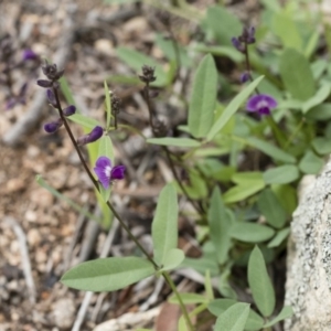 Glycine tabacina at Michelago, NSW - 7 Mar 2020