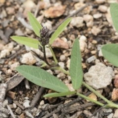 Glycine tabacina at Michelago, NSW - 7 Mar 2020