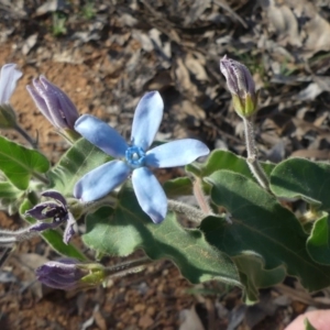 Oxypetalum coeruleum at Majura, ACT - 21 Mar 2020