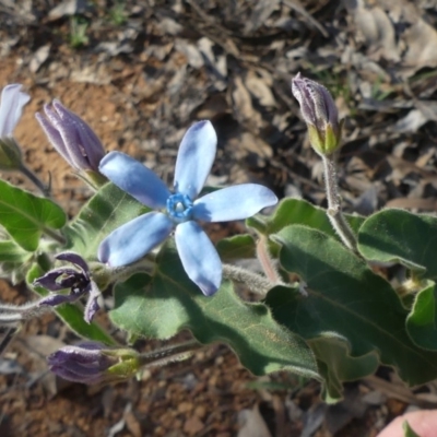 Oxypetalum coeruleum (Tweedia or Southern Star) at Majura, ACT - 21 Mar 2020 by WalterEgo