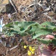 Oxypetalum coeruleum at Majura, ACT - 21 Mar 2020