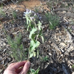 Oxypetalum coeruleum at Majura, ACT - 21 Mar 2020