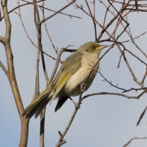 Ptilotula fusca at Michelago, NSW - 9 Mar 2020