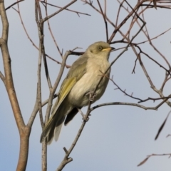 Ptilotula fusca at Michelago, NSW - 9 Mar 2020