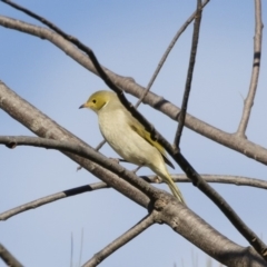 Ptilotula penicillata (White-plumed Honeyeater) at Michelago, NSW - 7 Jul 2019 by Illilanga