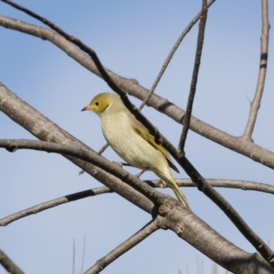 Ptilotula penicillata (White-plumed Honeyeater) at Michelago, NSW - 7 Jul 2019 by Illilanga
