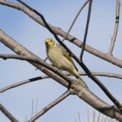 Ptilotula penicillata at Michelago, NSW - 7 Jul 2019