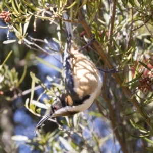 Acanthorhynchus tenuirostris at Michelago, NSW - 1 Sep 2019 12:35 PM