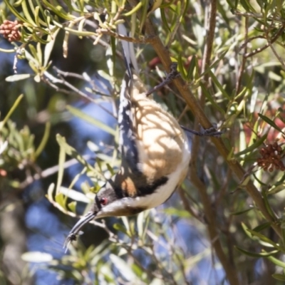 Acanthorhynchus tenuirostris (Eastern Spinebill) at Michelago, NSW - 1 Sep 2019 by Illilanga
