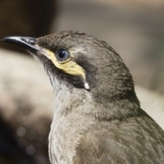 Caligavis chrysops (Yellow-faced Honeyeater) at Illilanga & Baroona - 12 Dec 2019 by Illilanga