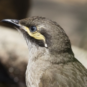 Caligavis chrysops at Michelago, NSW - 12 Dec 2019