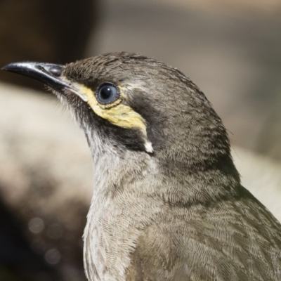 Caligavis chrysops (Yellow-faced Honeyeater) at Illilanga & Baroona - 12 Dec 2019 by Illilanga