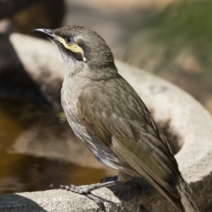 Caligavis chrysops at Michelago, NSW - 12 Dec 2019