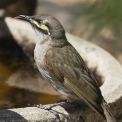 Caligavis chrysops at Michelago, NSW - 12 Dec 2019