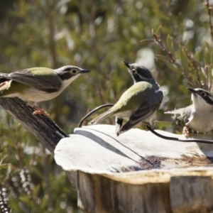 Melithreptus brevirostris at Michelago, NSW - 1 Sep 2019 12:30 PM