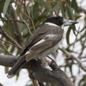 Cracticus torquatus at Michelago, NSW - 16 Dec 2018 03:13 PM