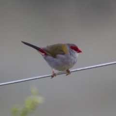 Neochmia temporalis (Red-browed Finch) at Michelago, NSW - 20 Oct 2013 by Illilanga