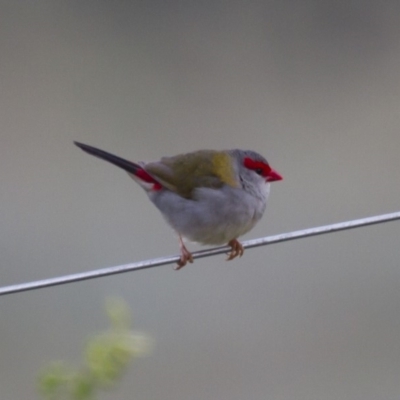 Neochmia temporalis (Red-browed Finch) at Michelago, NSW - 19 Oct 2013 by Illilanga