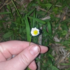 Brachyscome mittagongensis at Mittagong, NSW - 21 Mar 2020 by Margot