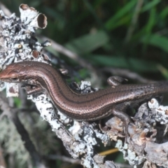 Pseudemoia entrecasteauxii (Woodland Tussock-skink) at Kosciuszko National Park, NSW - 11 Mar 2020 by Harrisi