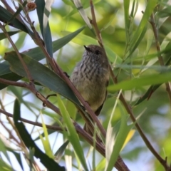 Acanthiza pusilla (Brown Thornbill) at Acton, ACT - 20 Mar 2020 by RodDeb