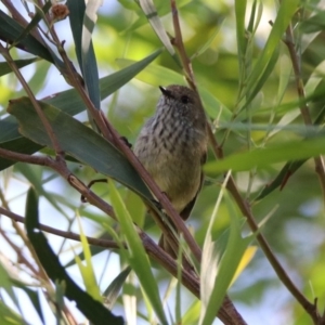 Acanthiza pusilla at Acton, ACT - 20 Mar 2020