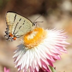 Jalmenus evagoras (Imperial Hairstreak) at Acton, ACT - 20 Mar 2020 by RodDeb