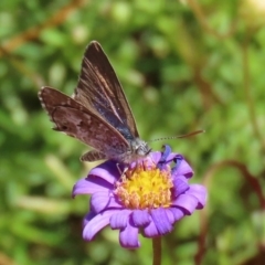 Theclinesthes serpentata (Saltbush Blue) at Acton, ACT - 20 Mar 2020 by RodDeb