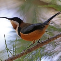 Acanthorhynchus tenuirostris (Eastern Spinebill) at Acton, ACT - 20 Mar 2020 by RodDeb