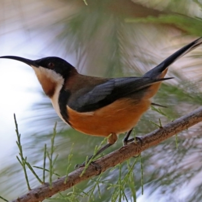 Acanthorhynchus tenuirostris (Eastern Spinebill) at Acton, ACT - 20 Mar 2020 by RodDeb