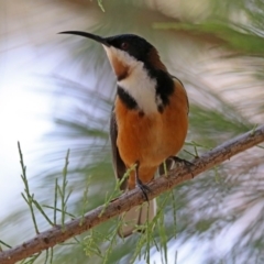 Acanthorhynchus tenuirostris at Acton, ACT - 20 Mar 2020