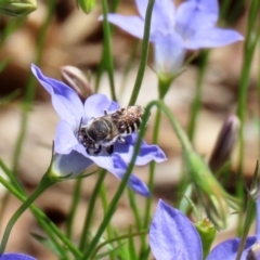 Megachile (Eutricharaea) serricauda (Leafcutter bee, Megachilid bee) at Acton, ACT - 20 Mar 2020 by RodDeb