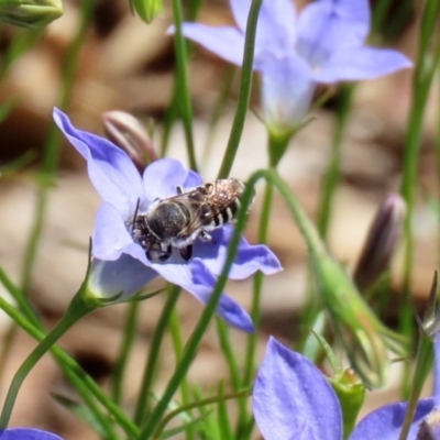 Megachile (Eutricharaea) serricauda (Leafcutter bee, Megachilid bee) at Acton, ACT - 20 Mar 2020 by RodDeb