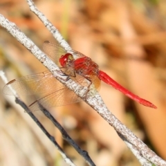 Diplacodes haematodes (Scarlet Percher) at ANBG - 19 Mar 2020 by RodDeb