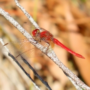 Diplacodes haematodes at Acton, ACT - 20 Mar 2020