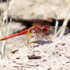 Diplacodes haematodes at Acton, ACT - 20 Mar 2020 10:40 AM