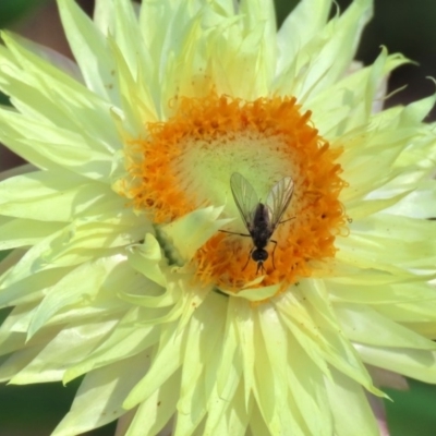 Geron sp. (genus) (Slender Bee Fly) at Acton, ACT - 20 Mar 2020 by RodDeb