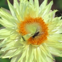 Geron sp. (genus) at Acton, ACT - 20 Mar 2020